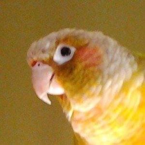 Meet your Posher, Mary